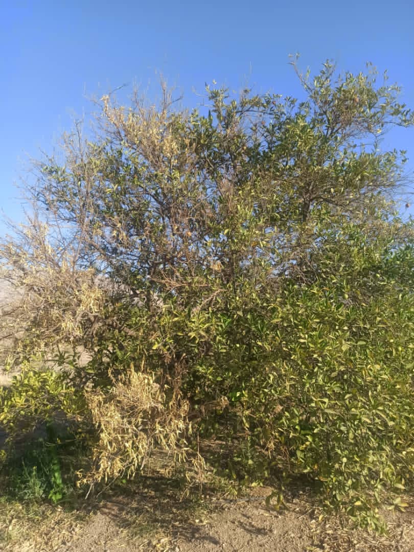 چه کسی پاسخگوی دغدغه باغداران پاکوه خواهد بود چه کسی پاسخگوی دغدغه باغداران پاکوه خواهد بود